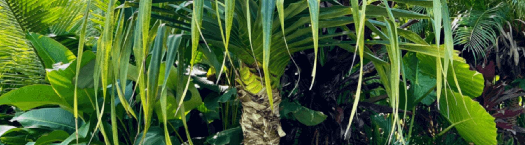 Feature Trees – Sunshine Coast Plants