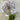 Agapanthus 'Fireworks' with striking bi-color flowers, featuring deep blue and white petals atop tall, slender green stems