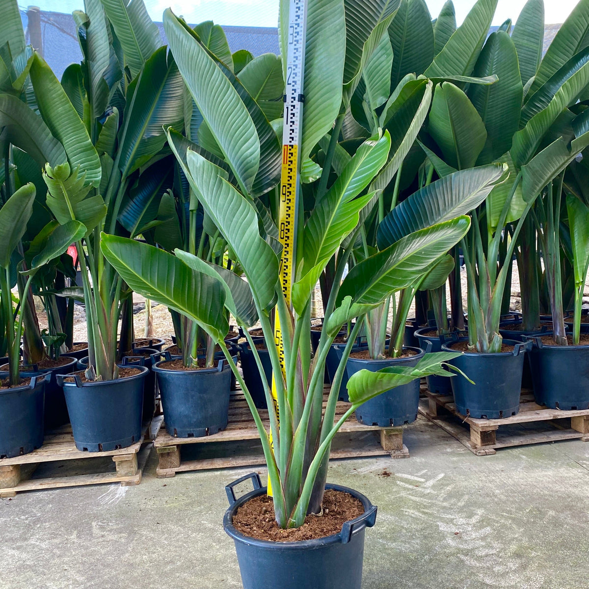 Strelitzia Nicolai - Giant White Bird of Paradise | Sunshine Coast Plants