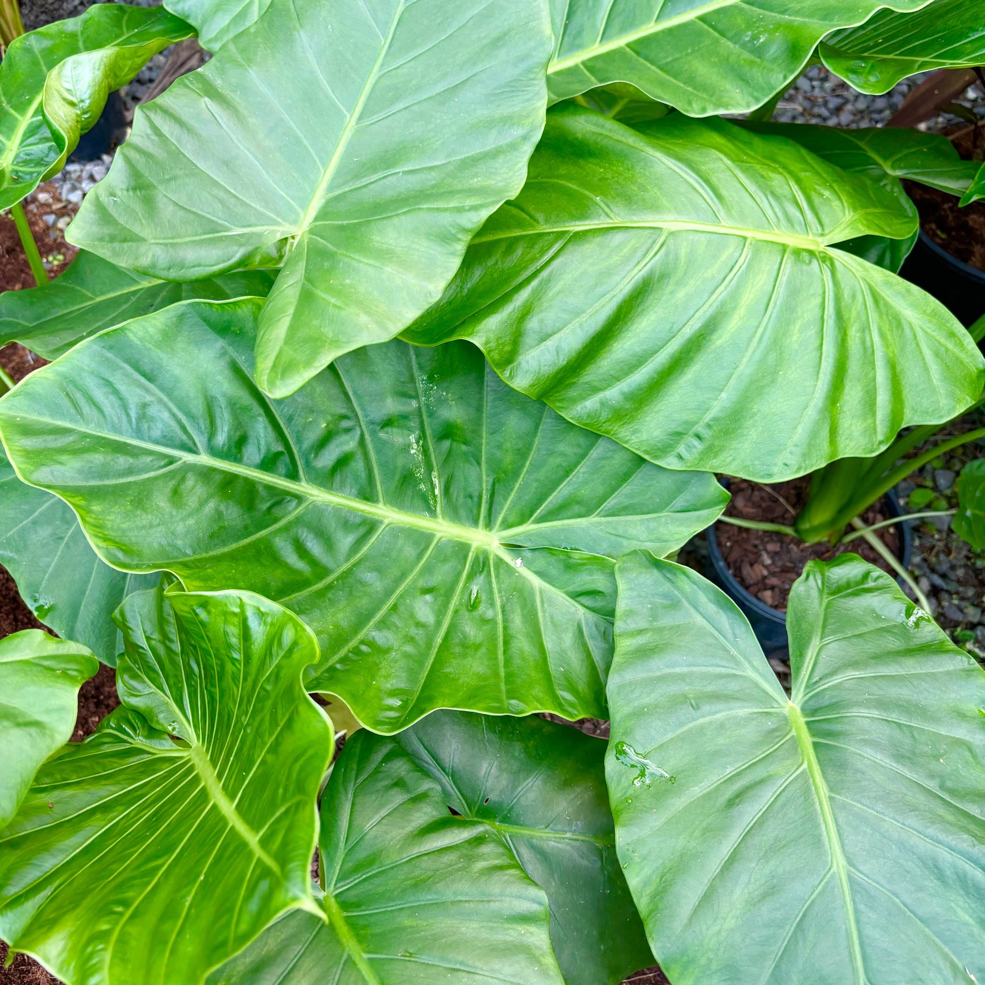 Alocasia Brisbanensis - Cunjevoi