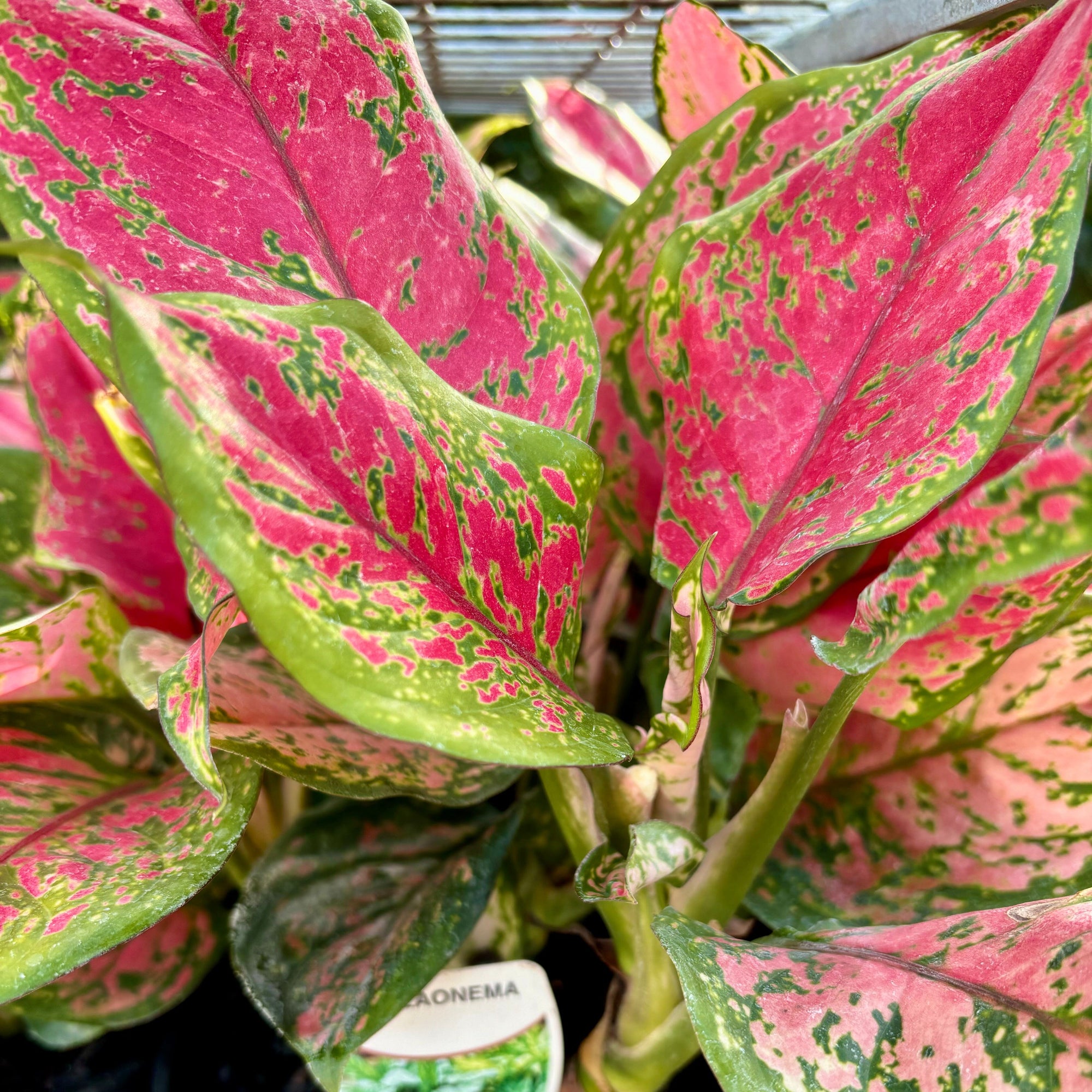 Aglaonema Beauty ‘Chinese Evergreen’