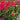 Bougainvillea ‘San Diego Red’