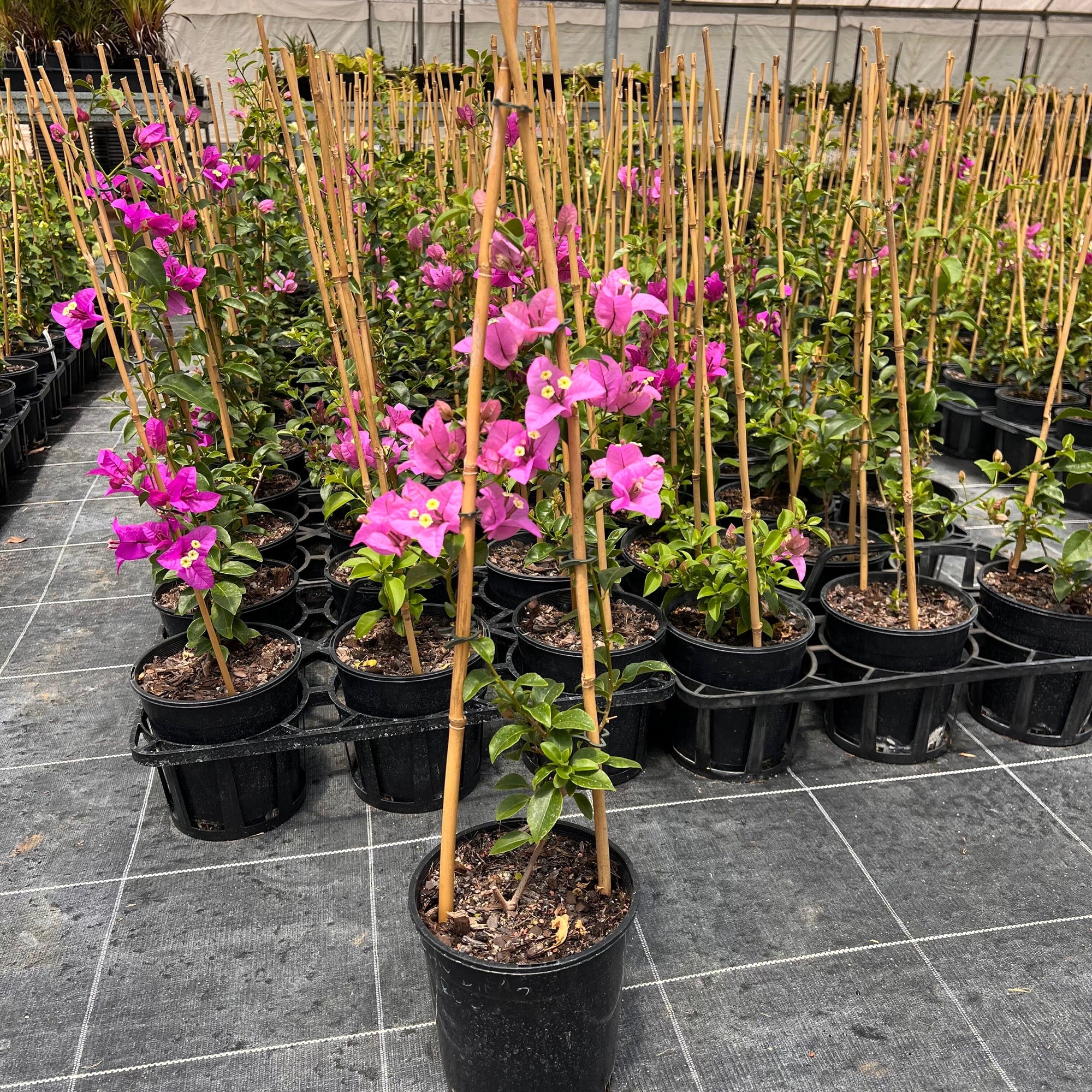 Bougainvillea ‘Purple Cascade’