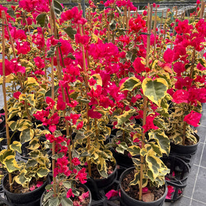 Bougainvillea Glabra ‘Raspberry Ice’