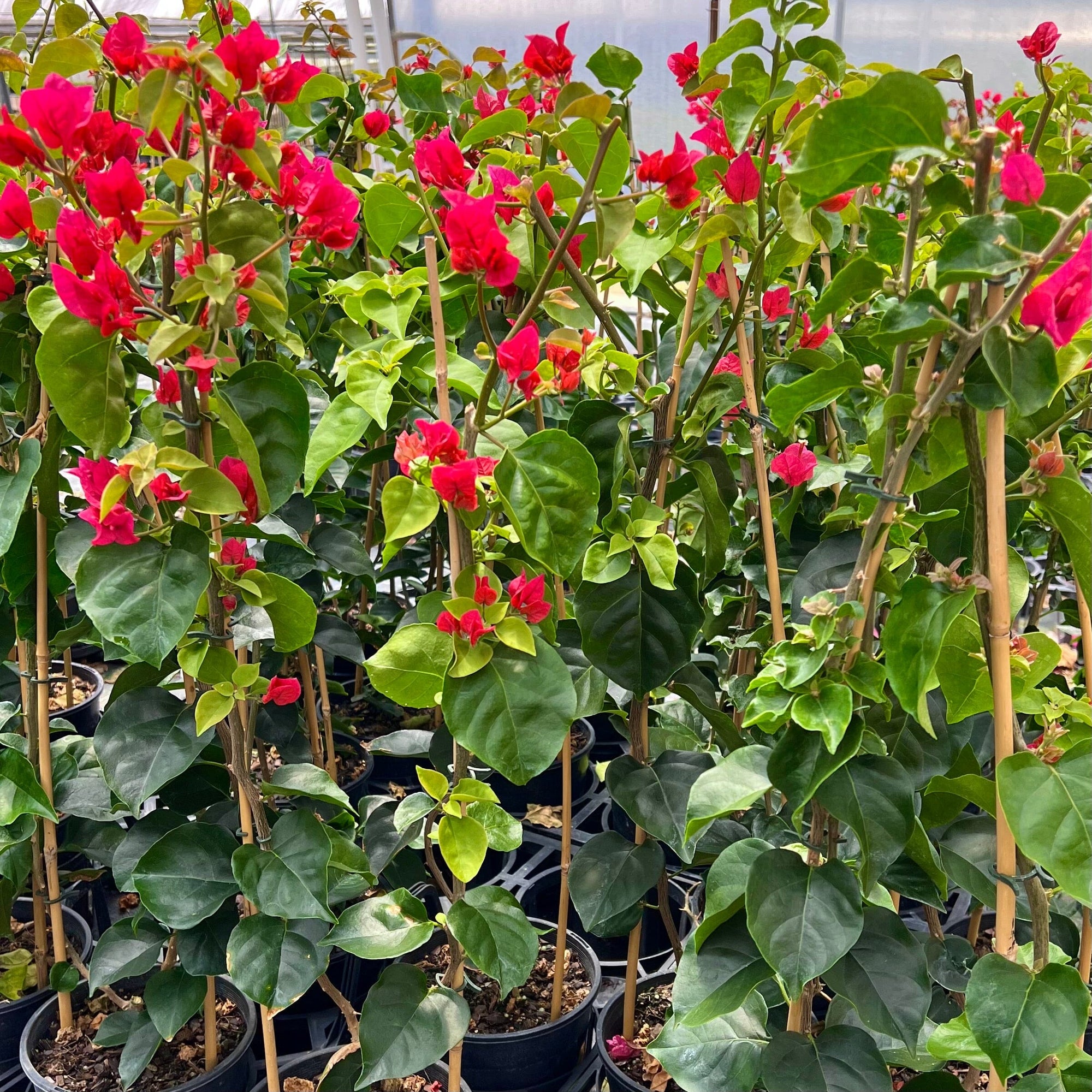 Bougainvillea ‘Mrs Butt’