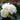 Camellia japonica Man Size