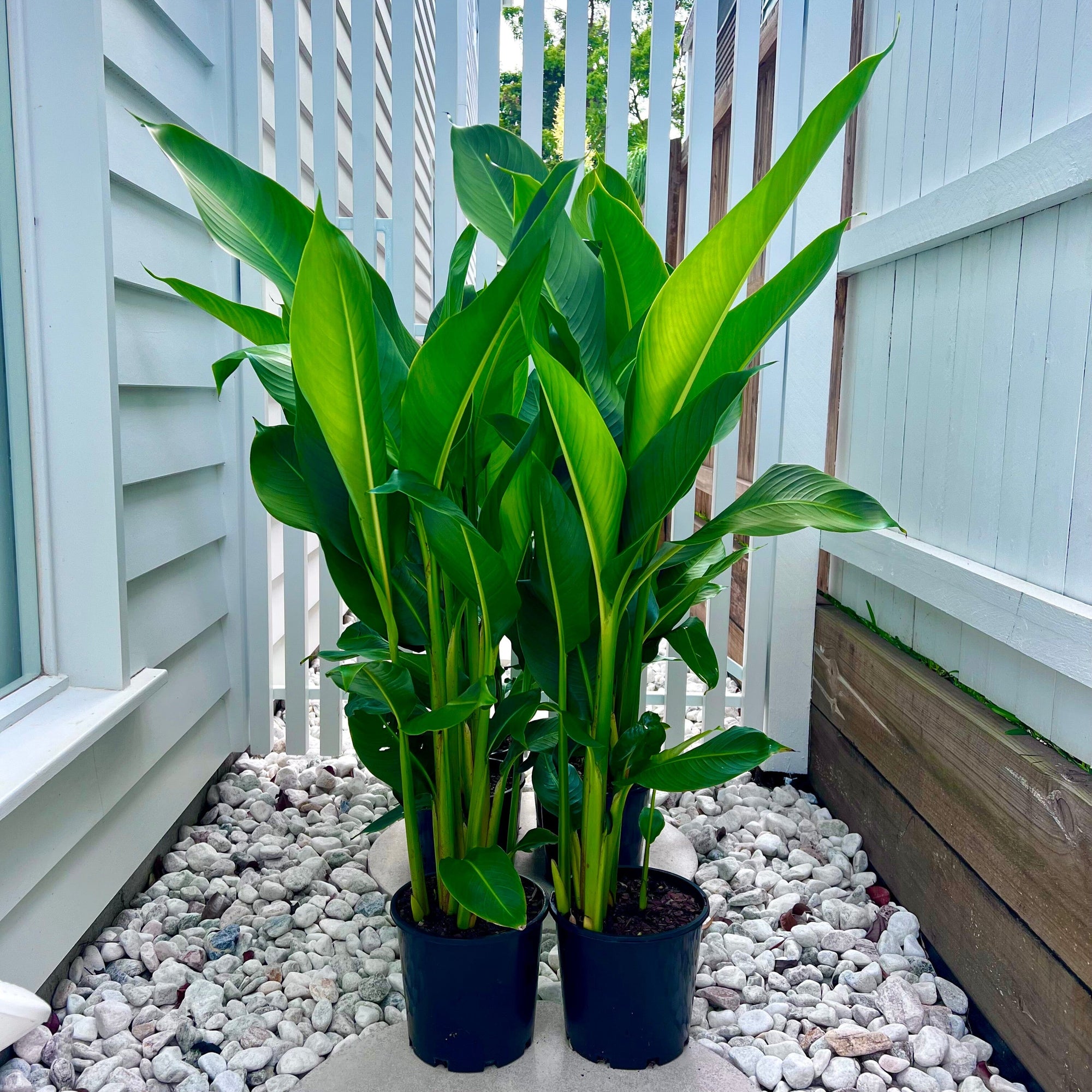 Heliconia Tropics | Sunshine Coast Plants