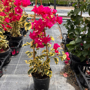 Bougainvillea Glabra ‘Raspberry Ice’