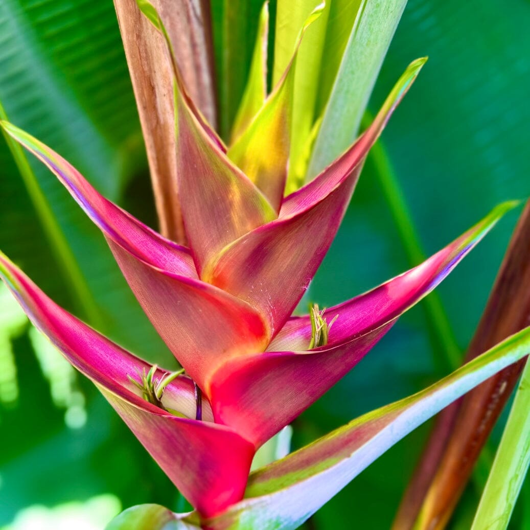 Heliconia Prince of Darkness