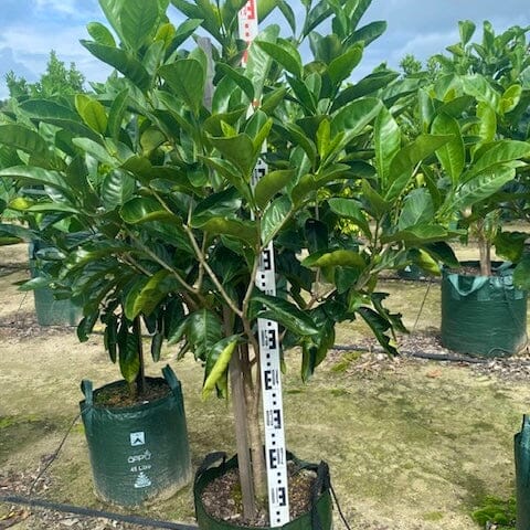 Randia fitzalanii - Native Gardenia - Sunshine Coast Plants