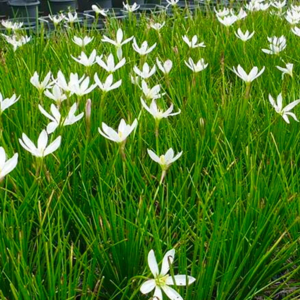 Zephyranthes candida - White rain lily