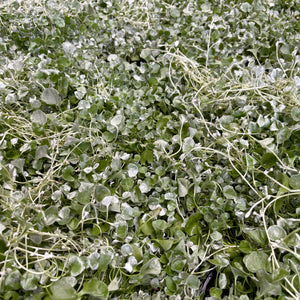 Dichondra Silver Falls - Tray special (12 x 140mm pots)