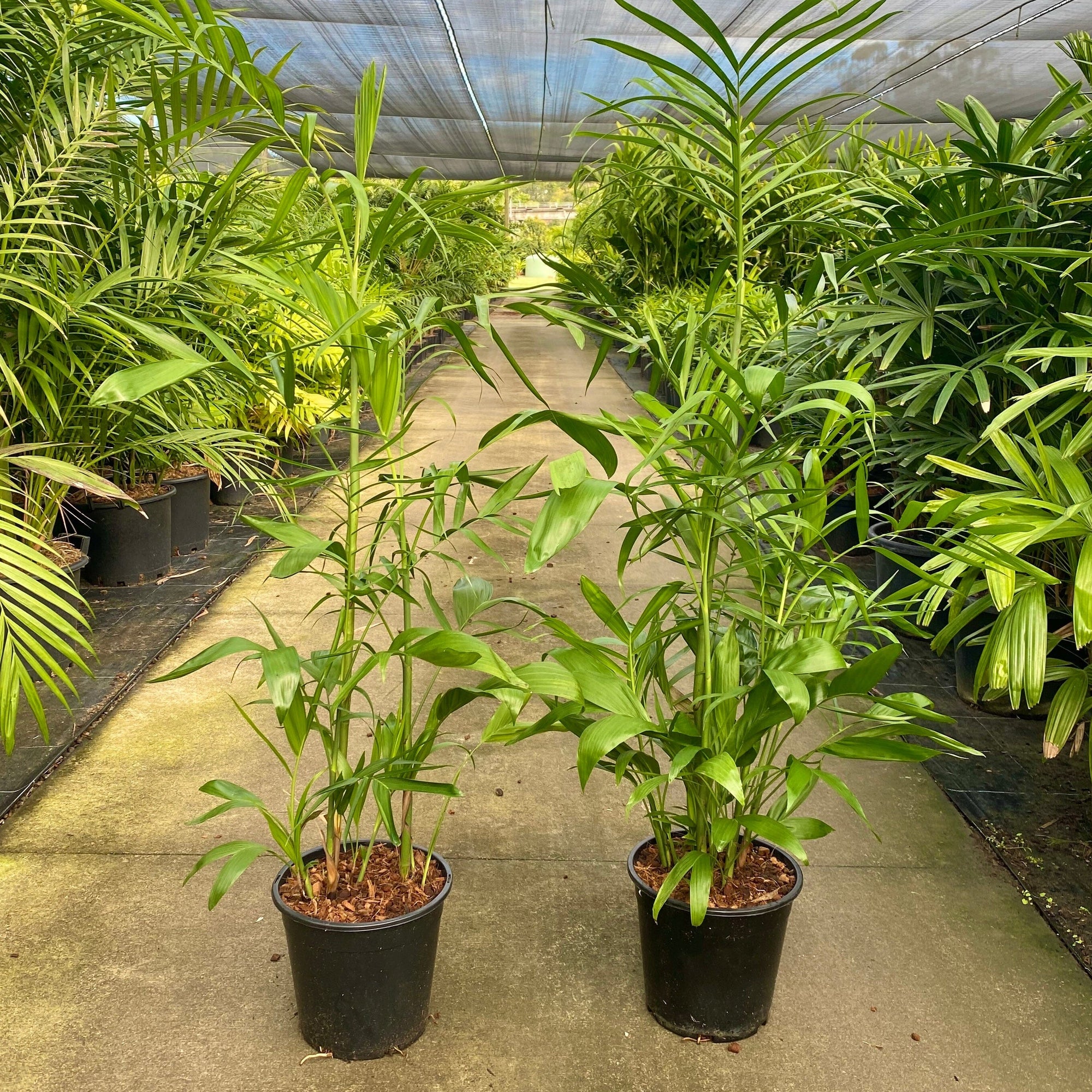 Chamaedorea Seifrizii - Bamboo Palm