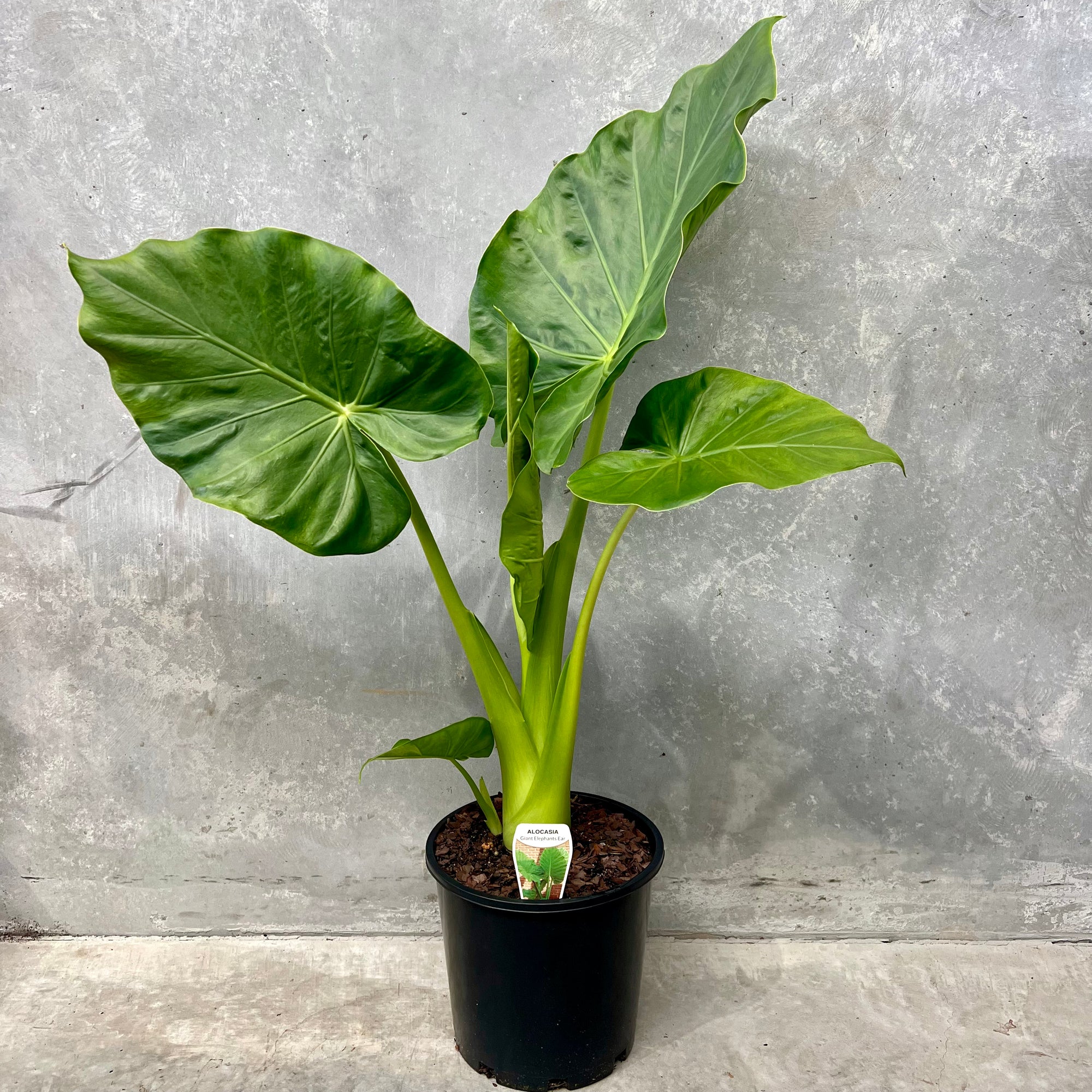 Alocasia Macrorrhiza - Giant Taro