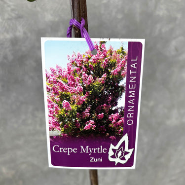 Lagerstroemia 'Zuni' - Crepe Myrtle