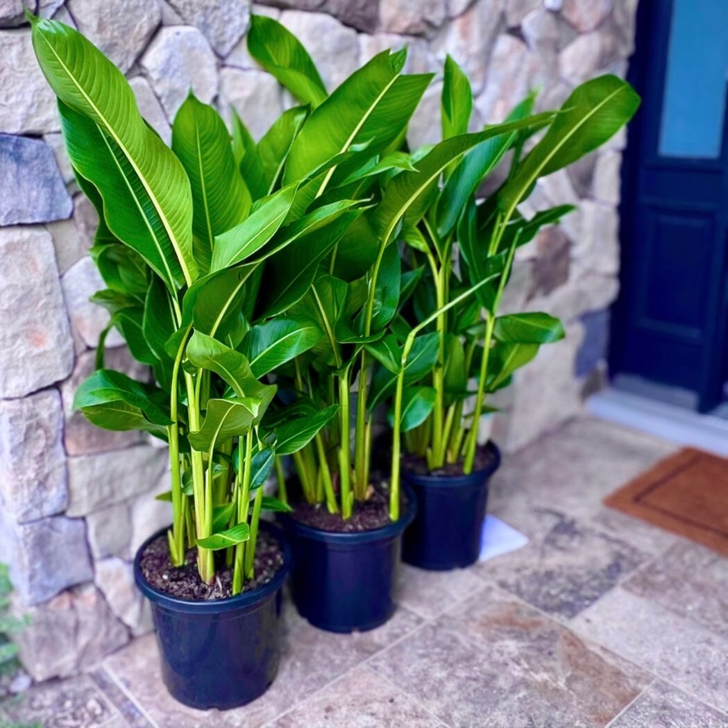 Heliconia Tropics 