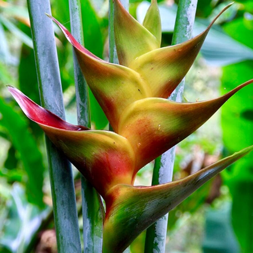 Heliconia Bonnie Kline