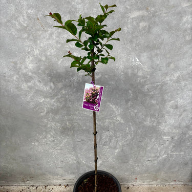 Lagerstroemia 'Zuni' - Crepe Myrtle