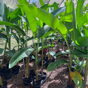 Heliconia bihai x caribaea 'Kawauchi' - Sunshine Coast Plants