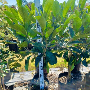 Randia Fitzalanii - Native Gardenia