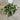 Dichondra Silver Falls