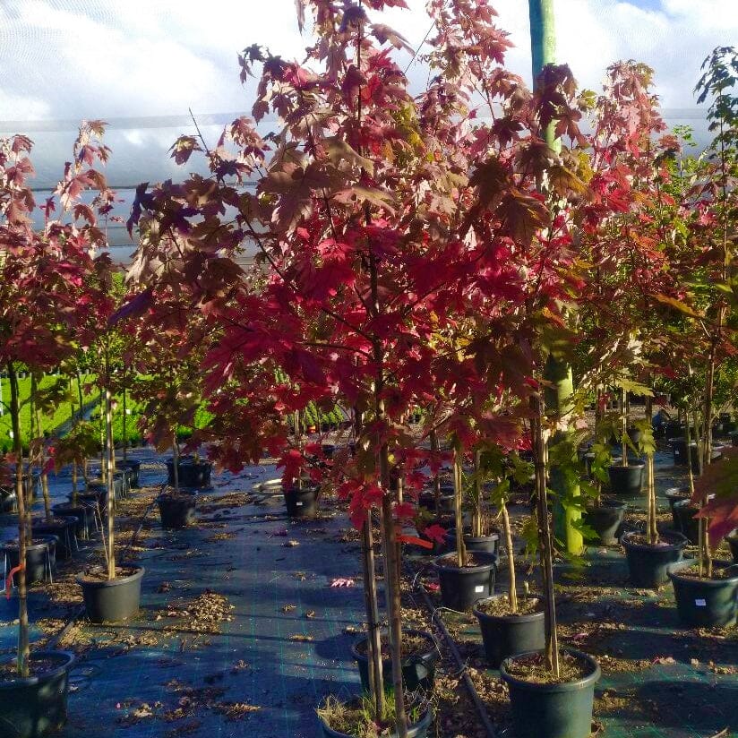 Acer Palmatum ‘Dissectum Sieryu’