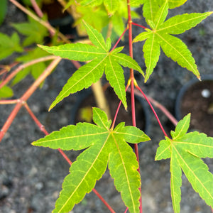 Acer Palmatum 'Sango Kaku' (Coral Bark) - Japanese Maple