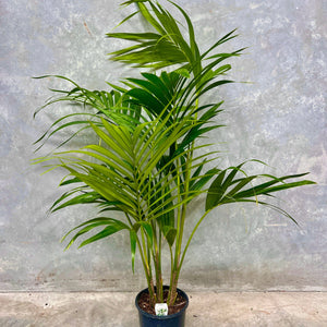 Howea Forsteriana - Kentia Palm