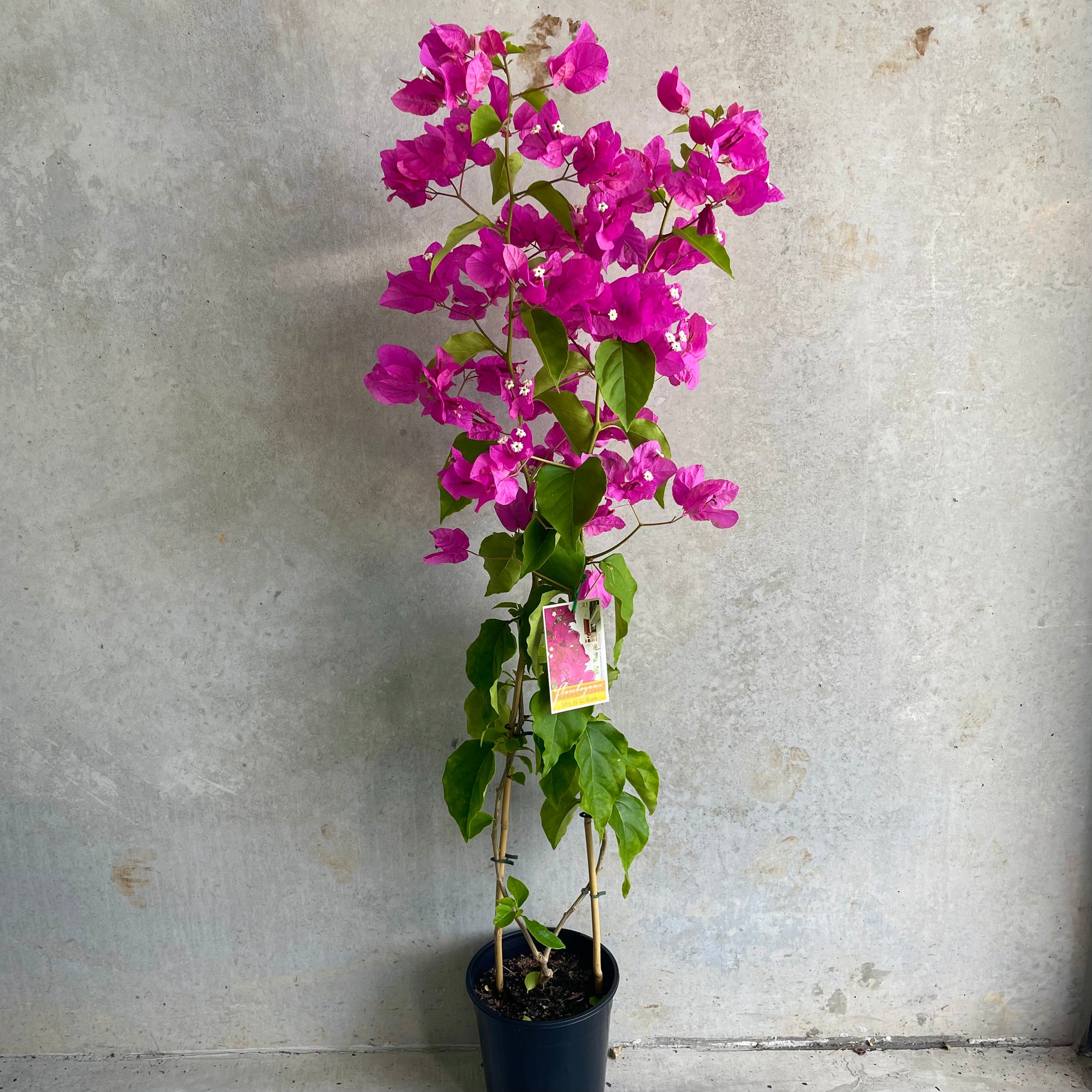 Bougainvillea Glabra