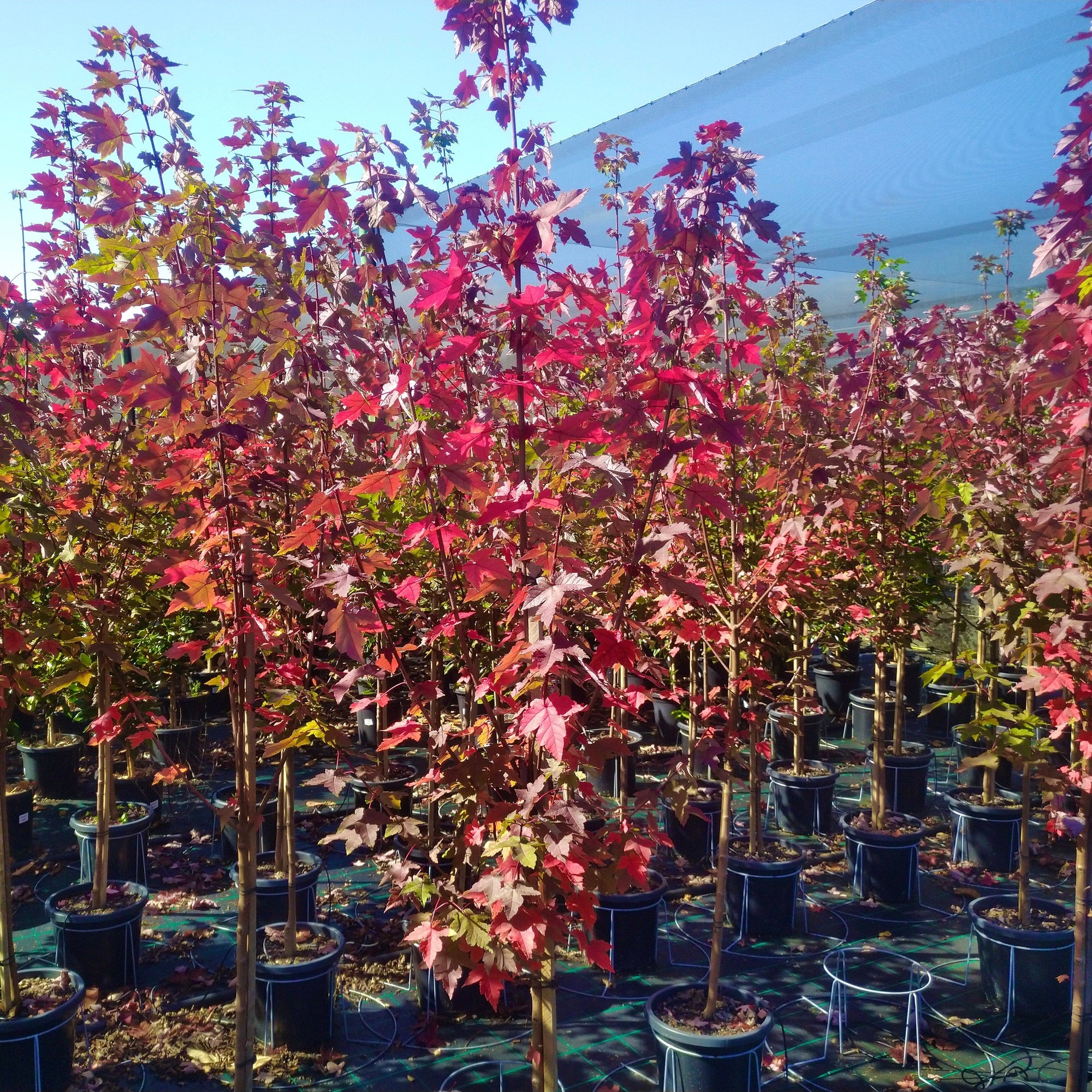 Acer Palmatum ‘Osakazuki’