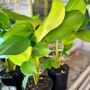 Calathea lutea - Havana Cigar