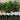 Native Gardenia in a 45Ltr bag