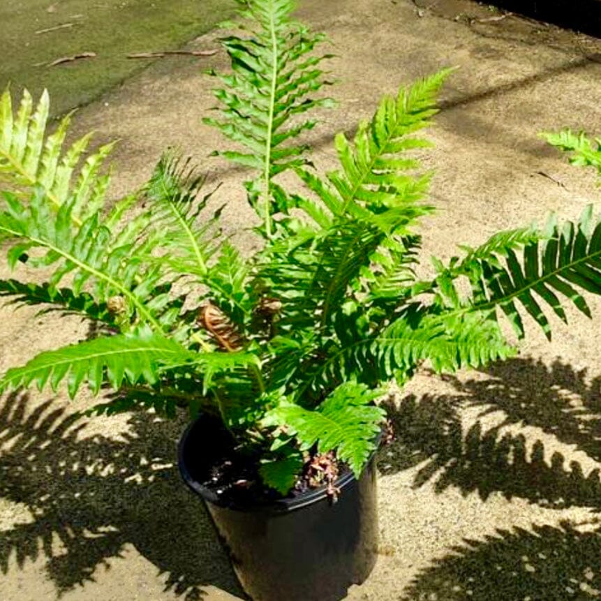 Blechnum Brasiliense Red Form | Sunshine Coast Plants