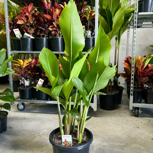 Heliconia Kawauchi