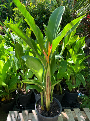 Heliconia Tropics