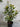 Elaeocarpus Reticulatus 'Prima Donna'®