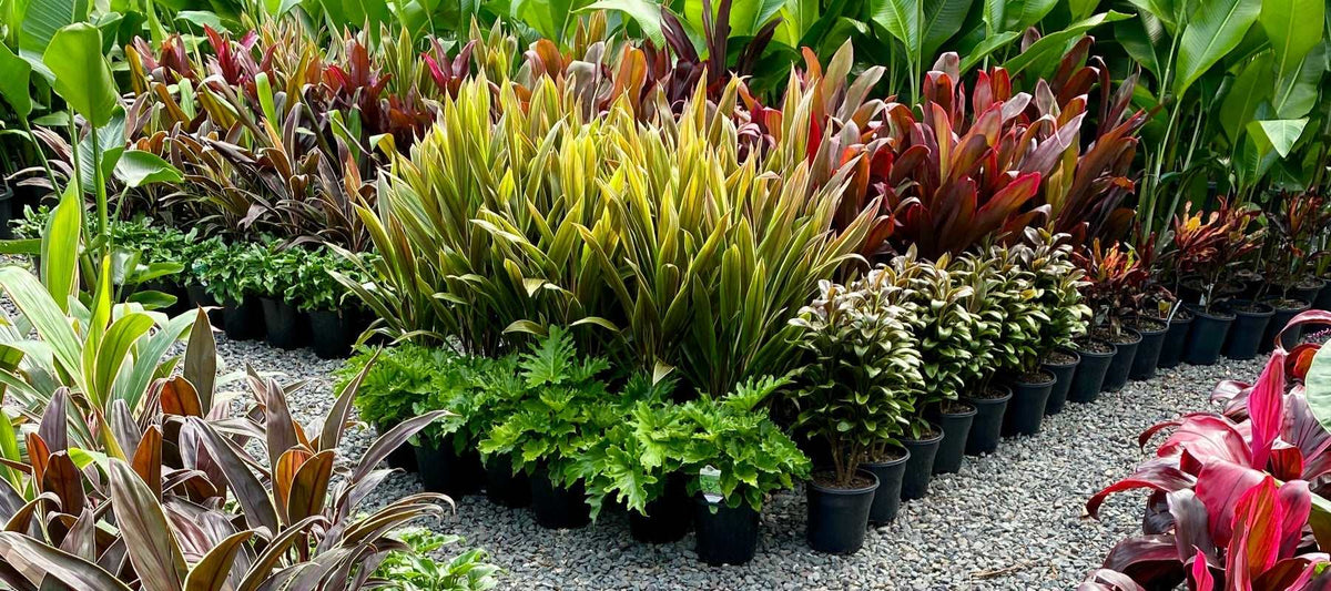 Sunshine Coast Plants Buy Plants Online Delivered to you