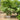 Acer Palmatum Bonfire - Japanese Maple 300mm pot Plant