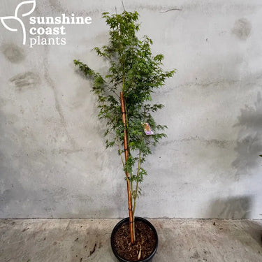 Japanese Maple 400mm pot