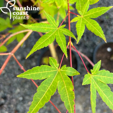Close-up of an Acer 'Sango Kaku' (Coral Bark Maple) with vibrant red branches and delicate, golden-green leaves