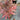 Low growing Japanese Maple tree with stunning purplish-red new growth
