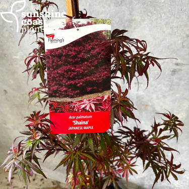 Acer Palmatum Shaina - Dwarf Japanese Maple - 300mm pot - Plant