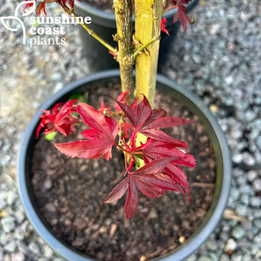 Close-up of Acer 'Shaina' (Dwarf Japanese Maple) showcasing its vibrant, bright red leaves with delicate, serrated edges.
