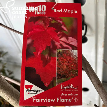 Acer rubrum ’Fairview Flame’ - Fairview Flame Lipstick Maple 400mm pot Plant