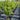 Acer rubrum 'Fairview Flame' (Fairview Flame Red Maple) with lush green foliage, known for its vibrant scarlet-red autumn display and strong, upright form
