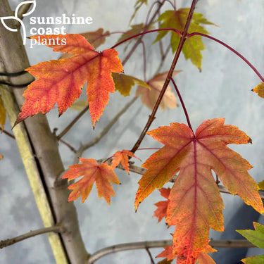 Acer x freemanii ’Jeffersred’ Autumn Blaze® Lipstick Tree® 400mm Plant