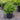 Compact Lilly Pilly plant with shiny green foliage