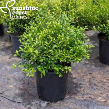 Acmena smithii 'Allyn Magic' (Dwarf Lilly Pilly) growing in a 200mm pot, displaying its compact form with lush green foliage and bronze-red new growth