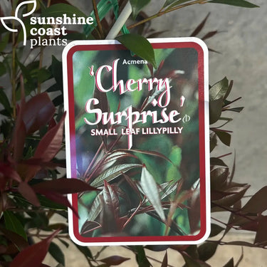Acmena smithii Cherry Surprise - Small Leaf Lilly Pilly - 200mm pot - Plant