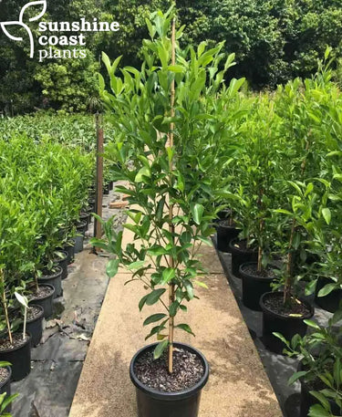 Popular in native and coastal gardens as a feature tree